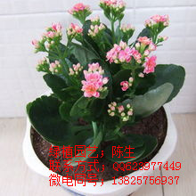 供應(yīng)長壽花 東莞長壽花 東莞花卉租賃 東莞租花 原始圖片2
