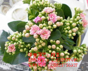 供應(yīng)長壽花 東莞長壽花 東莞花卉租賃 東莞租花 原始圖片3