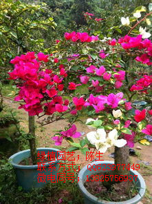 供應(yīng)長壽花 東莞長壽花 東莞花卉租賃 東莞租花 