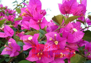 三角梅 勒杜鵑 櫻花 玫瑰 龍船花 黃金葉 東莞花卉租賃 原始圖片2