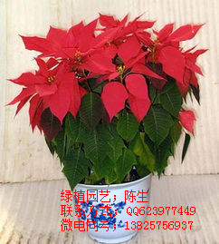 三角梅 勒杜鵑 櫻花 玫瑰 龍船花 黃金葉 東莞花卉租賃 