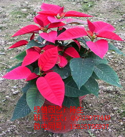 一品紅 圣誕花 孔雀開屏 金心鐵 萬年青 東莞盆景租賃 原始圖片2