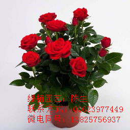 供應(yīng)玫瑰 月季 東莞玫瑰 東莞盆栽租賃 東莞租花原始圖片2