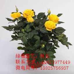 供應(yīng)玫瑰 月季 東莞玫瑰 東莞盆栽租賃 東莞租花原始圖片3