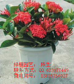 龍船花 百日紅 繡球花 薔薇花 飄香花 桂花 東莞植物租賃 原始圖片2