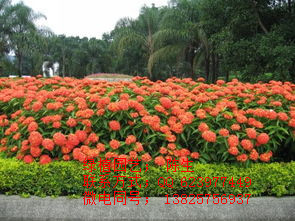 龍船花 百日紅 繡球花 薔薇花 飄香花 桂花 東莞植物租賃 原始圖片3