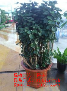 鴻運(yùn)當(dāng)頭 東莞鴻運(yùn)當(dāng)頭 東莞租花 東莞盆栽租擺   