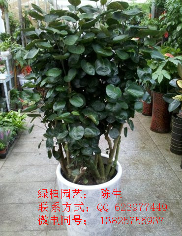 金錢(qián)兜 金錢(qián)樹(shù) 富貴樹(shù) 發(fā)財(cái)樹(shù) 福祿桐 東莞花卉租擺 原始圖片3