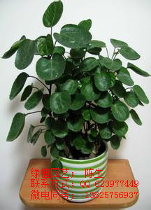 金錢(qián)兜 金錢(qián)樹(shù) 富貴樹(shù) 發(fā)財(cái)樹(shù) 福祿桐 東莞花卉租擺 原始圖片2