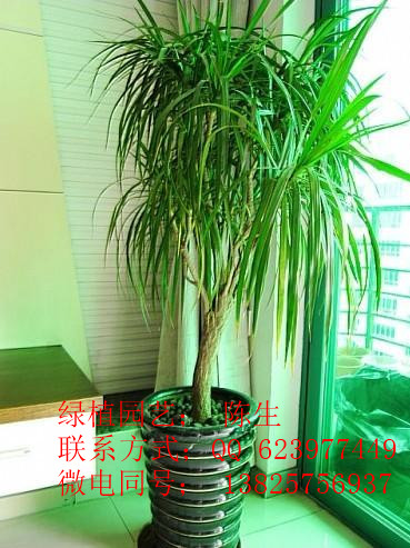 供應龍鐵 龍血樹 東莞租花 東莞綠化 東莞花卉租賃 