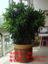 供應百合竹 龍血樹 東莞植物租賃 東莞花卉租擺  東莞盆景租擺