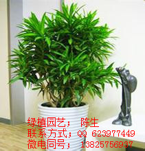 供應(yīng)百合竹 龍血樹 東莞植物租賃 東莞花卉租擺  東莞盆景租擺原始圖片2