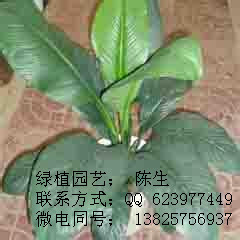 供應(yīng)綠巨人 綠貴人 白雪公主 一帆風(fēng)順 萬年青 東莞租花