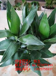 供應觀音竹 富貴竹 蓮花竹 鳳尾竹 東莞花卉租擺
