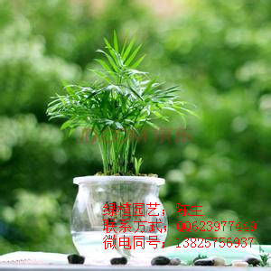 供應夏威夷椰子 散尾葵 棕竹 東莞花卉租擺 東莞植物租擺