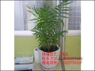 供應夏威夷椰子 散尾葵 棕竹 東莞花卉租擺 東莞植物租擺