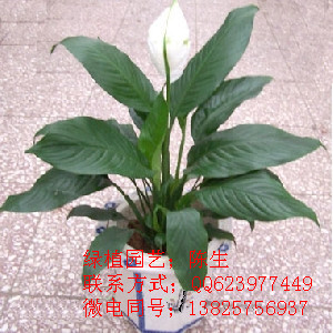 供應一帆風順 東莞一帆風順 東莞租花 東莞花木租擺  