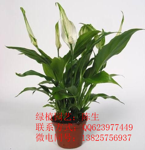 供應一帆風順 東莞一帆風順 東莞租花 東莞花木租擺  