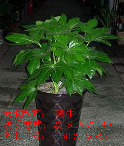 供應八角金盤 美人蕉 天堂鳥 東莞花卉租賃 東莞植物租賃