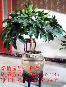 供應八角金盤 美人蕉 天堂鳥 東莞花卉租賃 東莞植物租賃