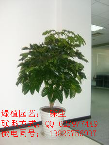 供應八角金盤 美人蕉 天堂鳥 東莞花卉租賃 東莞植物租賃