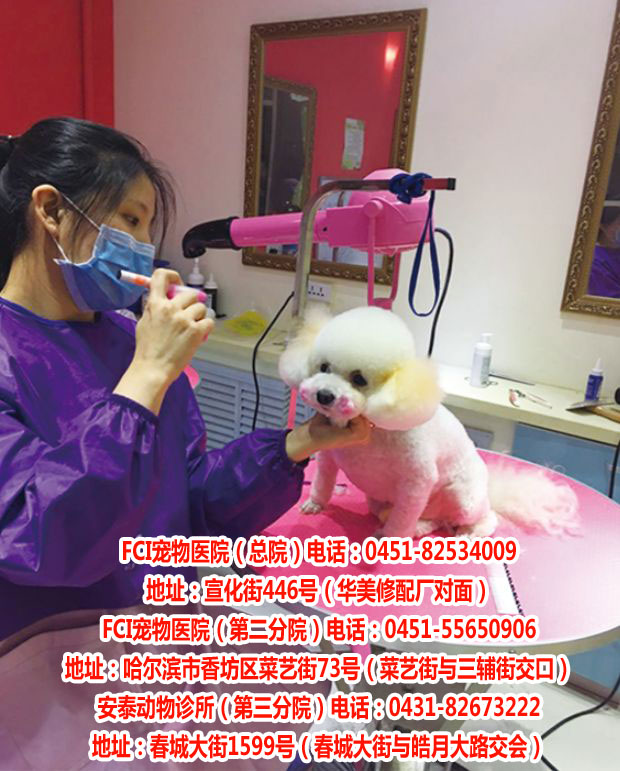 長(zhǎng)春寵物醫(yī)院0451-82534009|FCI寵物醫(yī)院|哈爾濱犬病zl