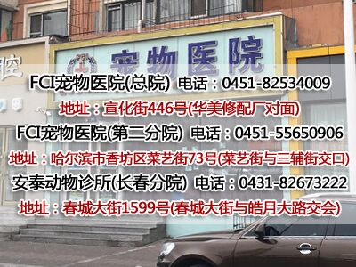 哈爾濱寵物醫(yī)院選哪家0451-82534009|哈爾濱寵物醫(yī)院地址