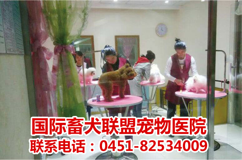 哈爾濱寵物醫(yī)院zl|長(zhǎng)春寵物診所|哈爾濱寵物醫(yī)院哪家可靠
