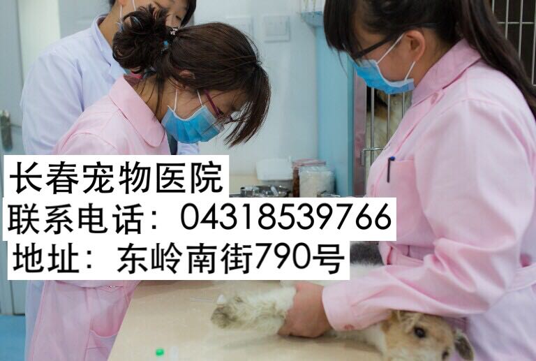 長春寵物醫院