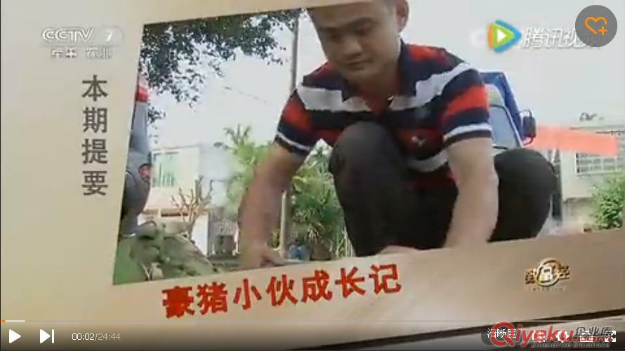 海南三樂豪豬會(huì)咬人嗎？我們一起來看看