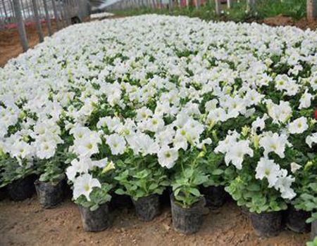 【大師范兒】粉黛亂子草價格 粉黛亂子草批發 粉黛亂子草種植基地