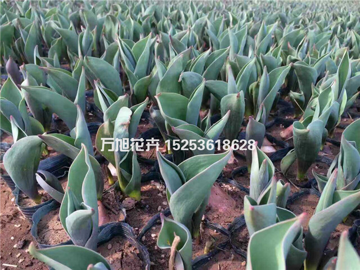 紅葉石楠批發【紅葉石楠基地】優質紅葉石楠