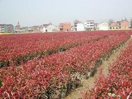 紅葉石楠批發【紅葉石楠基地】優質紅葉石楠