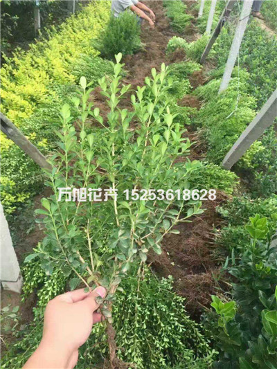 【AAA級！】【芝櫻種植基地】【芝櫻批發(fā)價格】【青州芝櫻】-【萬旭花卉】