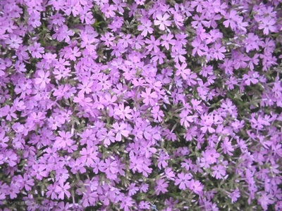 【AAA級！】【芝櫻種植基地】【芝櫻批發(fā)價格】【青州芝櫻】-【萬旭花卉】