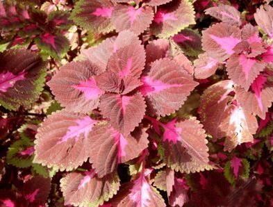 【WOW~WOW~你要的】蘭花鼠尾草批發///蘭花鼠尾草價格++【信達】！