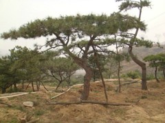 想要易成活的造型松就來萊蕪云亭 山西造型松樹