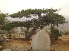 山東松樹：造型松價格怎么樣