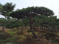 山東松樹：造型松價格怎么樣
