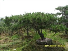 山東松樹：造型松價格怎么樣