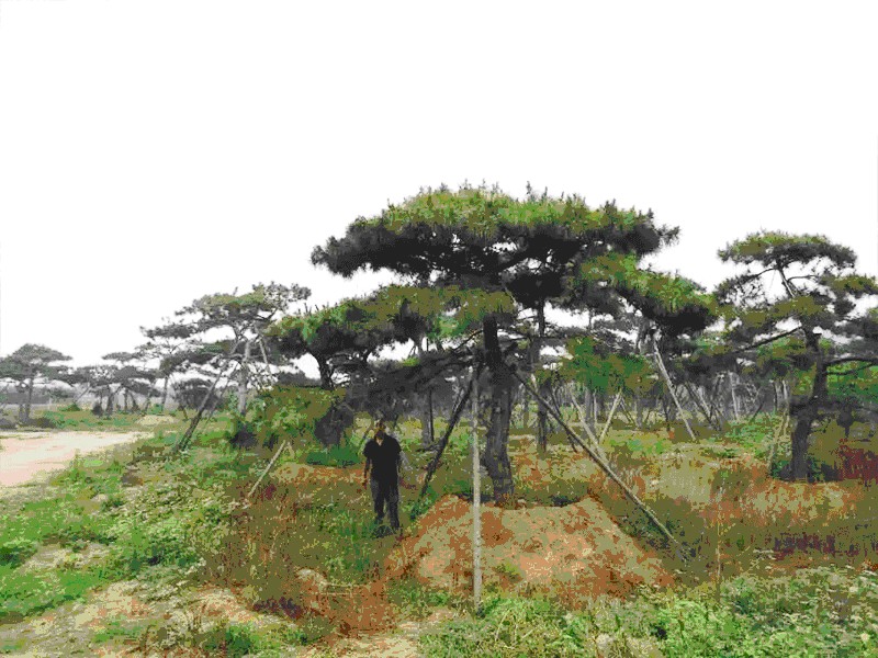山東景觀松量大從優_山東景觀松
