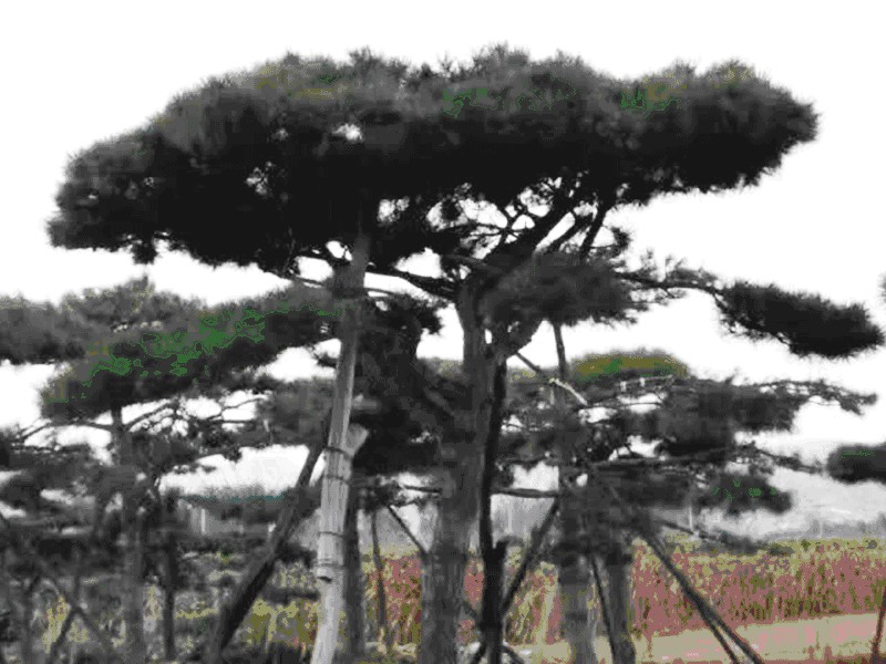 造型油松哪里有_優(yōu)質(zhì)造型油松供應(yīng)批發(fā)
