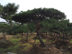 造型松樹專業(yè)供應(yīng)商，泰安造型松樹