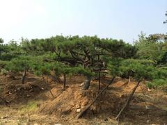 造型油松多少錢(qián)_哪家造型油松品種好