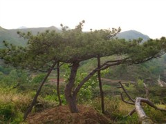造型油松多少錢(qián)_哪家造型油松品種好