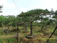 造型油松基地|无病虫害的造型油松推荐