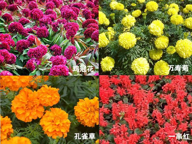 雞冠花——高純度草花系列出售