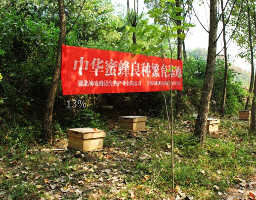 春季補脾胃，蜂蜜事半功倍