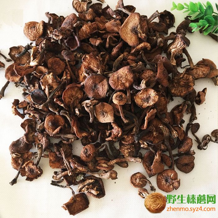 潮州東北特產(chǎn)專(zhuān)賣(mài)店 張記東北特產(chǎn)野生榛蘑批發(fā)零售