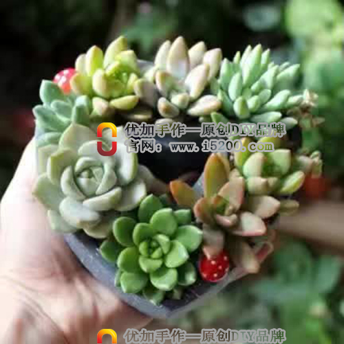 玩逸生活植物DIY，純手工制作，產(chǎn)品造型新穎，自己設(shè)計(jì)原始圖片3
